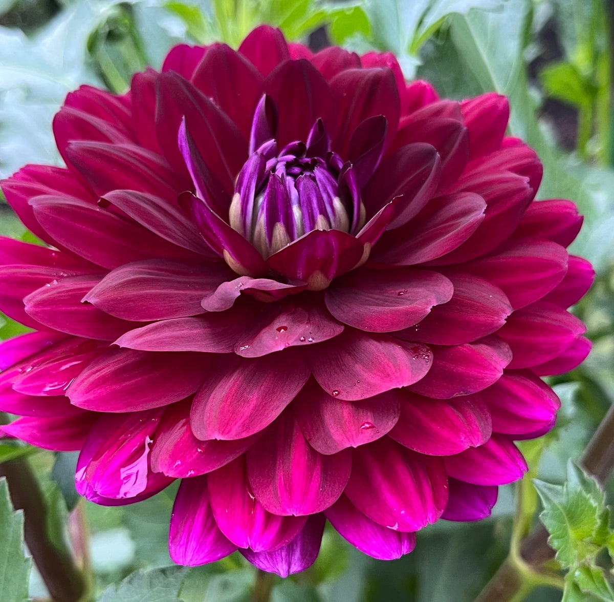 Hollyhill Black Beauty