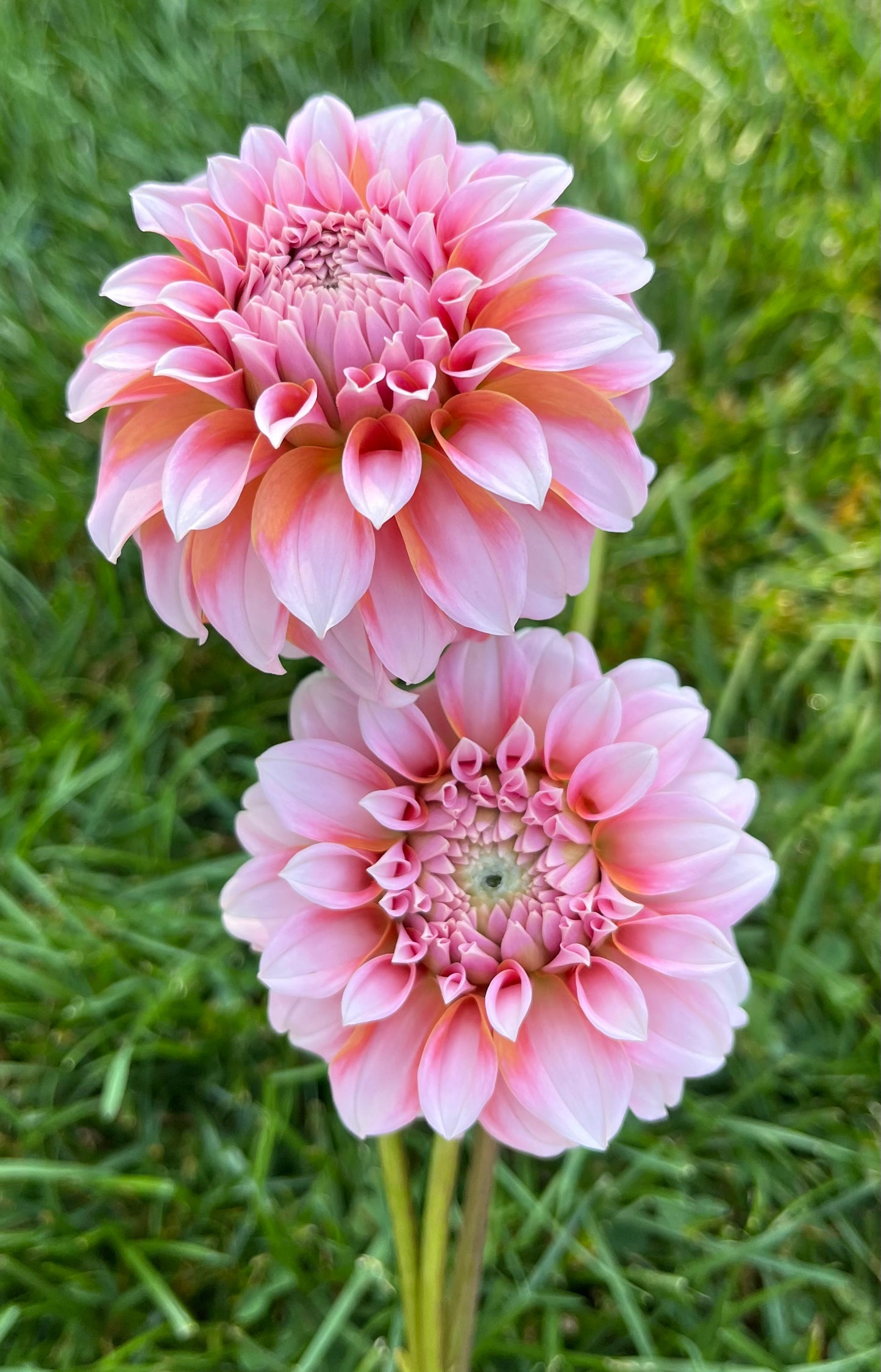 Peaches n Cream