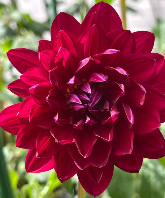 Sandia Claire