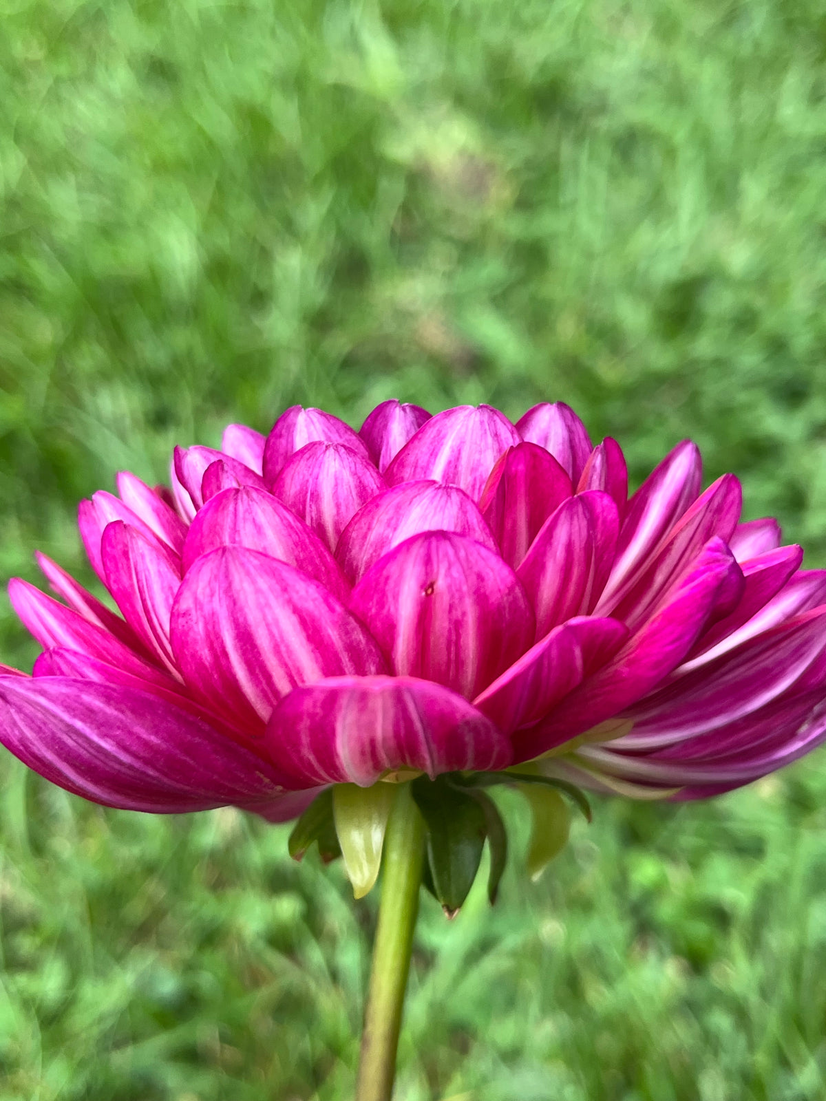Sandia Bertha