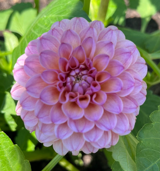 KA's® Boho Rose