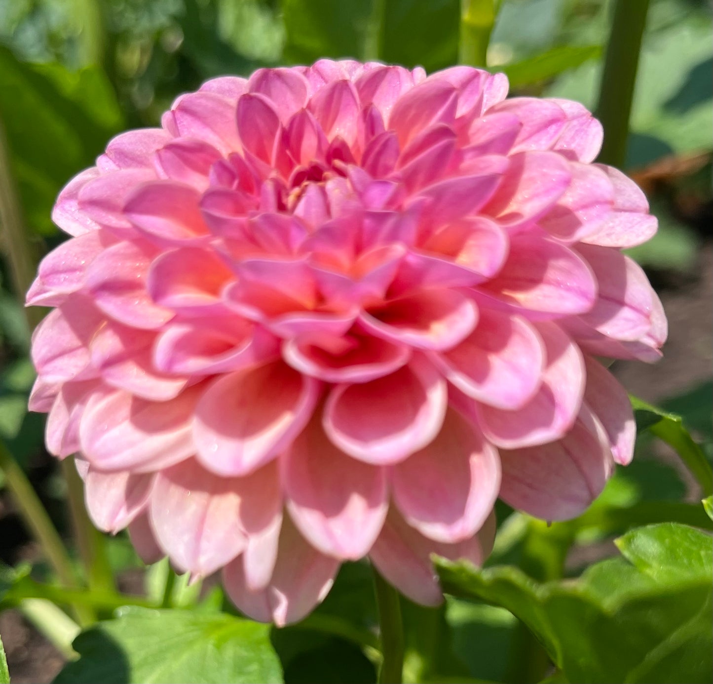 KA's® Boho Rose
