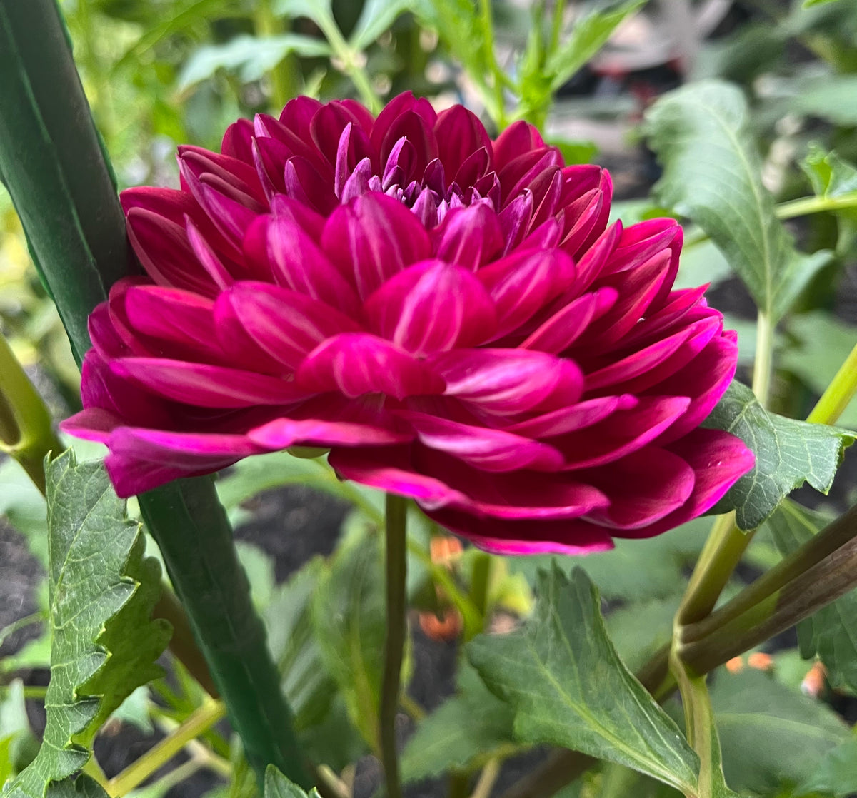 Sandia Bertha