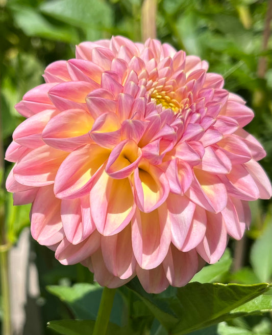 Florelie Harmony