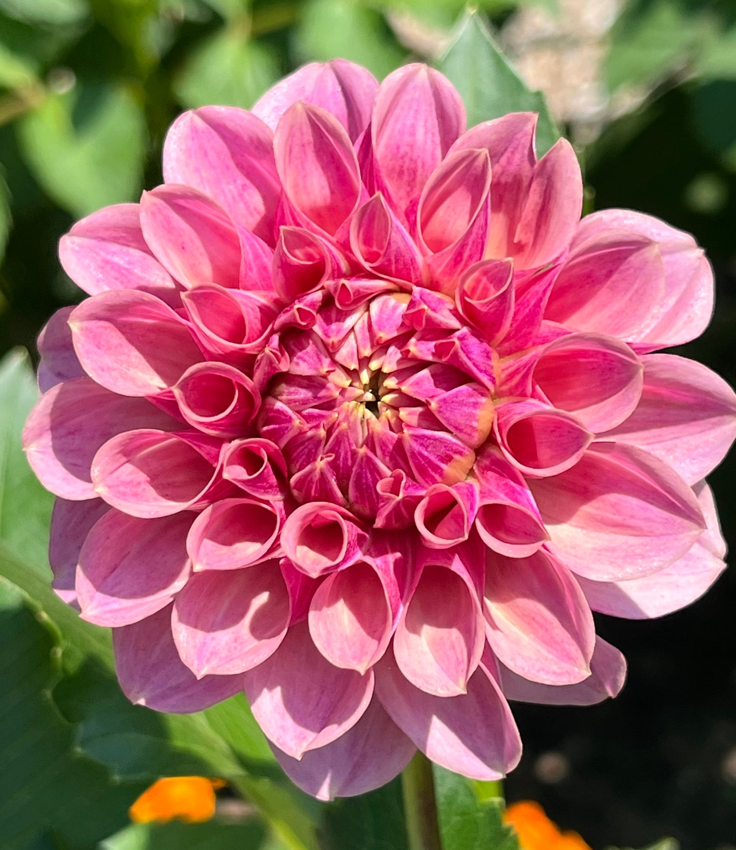BF Desert Rose