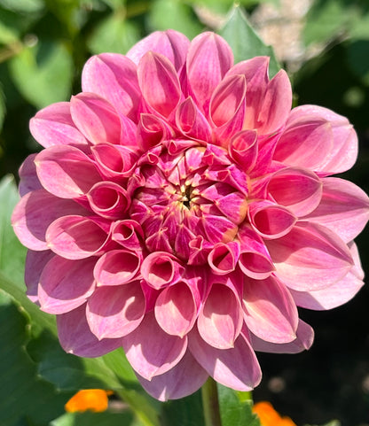 BF Desert Rose