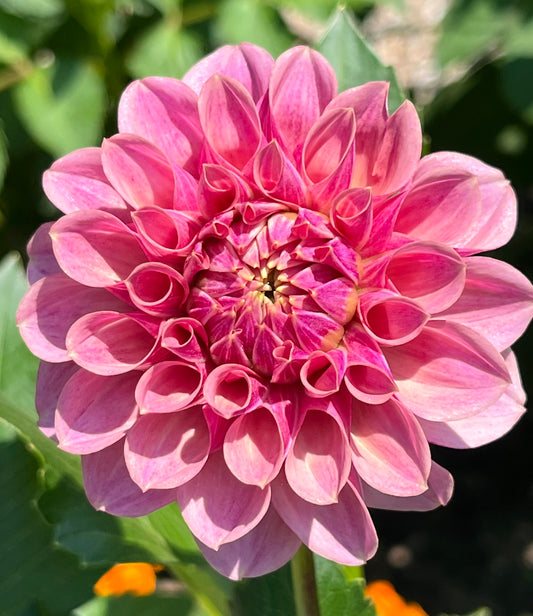 BF Desert Rose