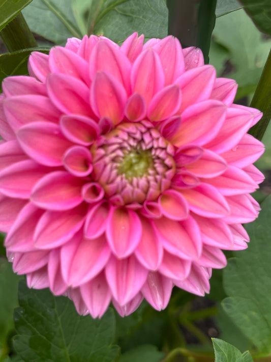 Pink Sylvia