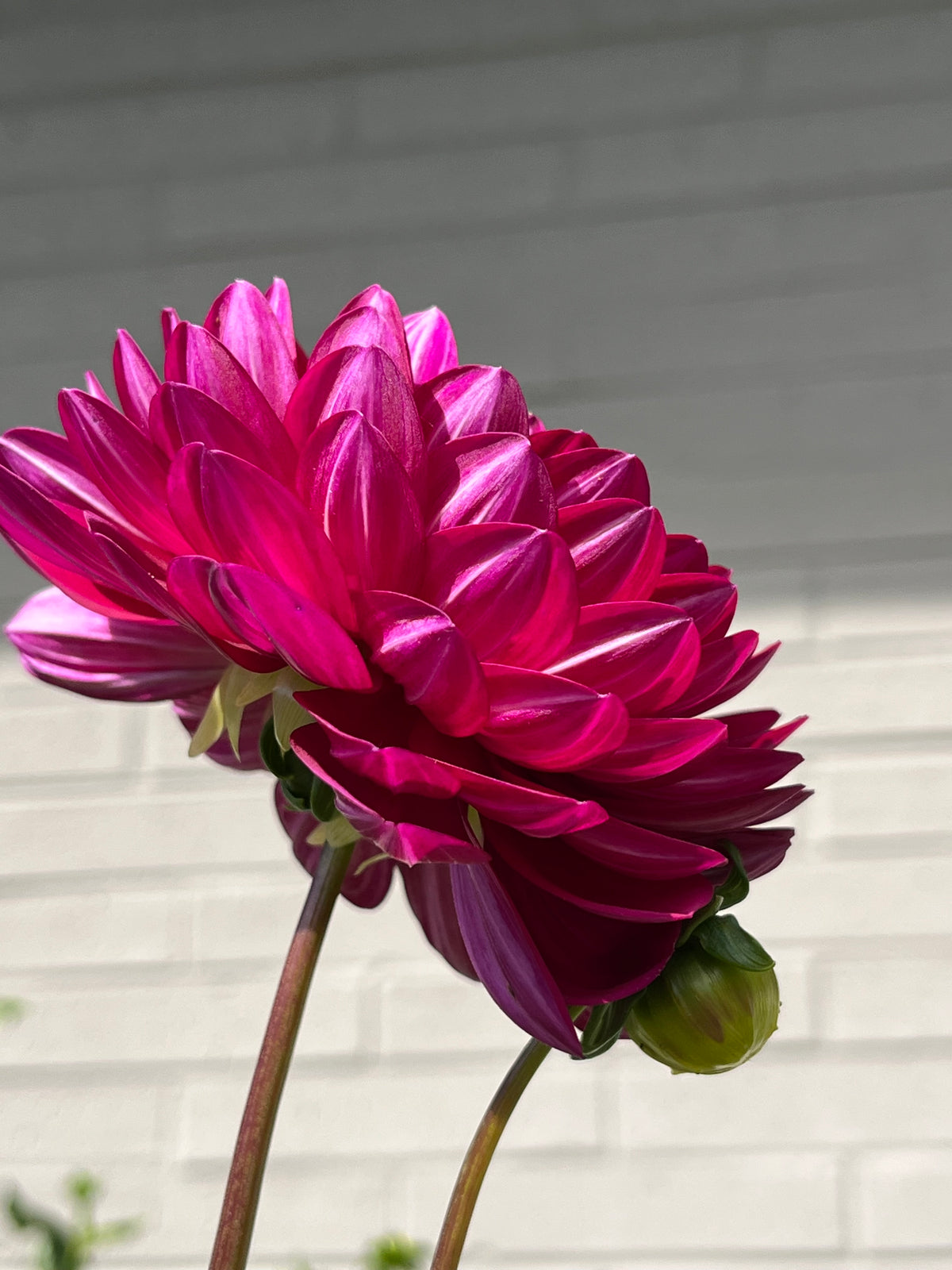 Sandia Cancan