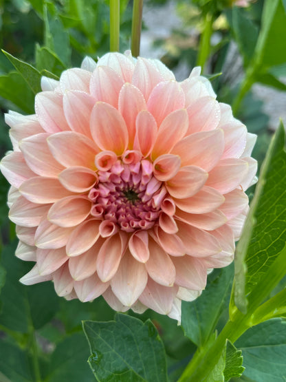 RM Peachy Pink
