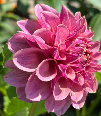 BF Desert Rose