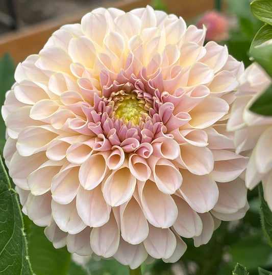 KA's® Cinder Rose