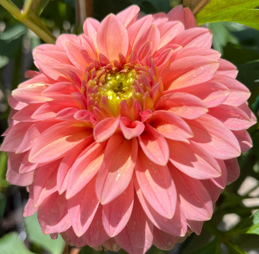 KA's® Guava