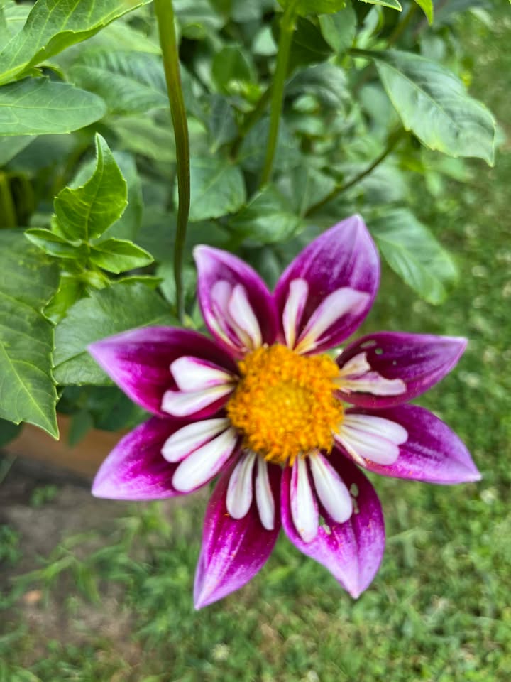 Bee-yond Dahlia from Meadowlark Blooms