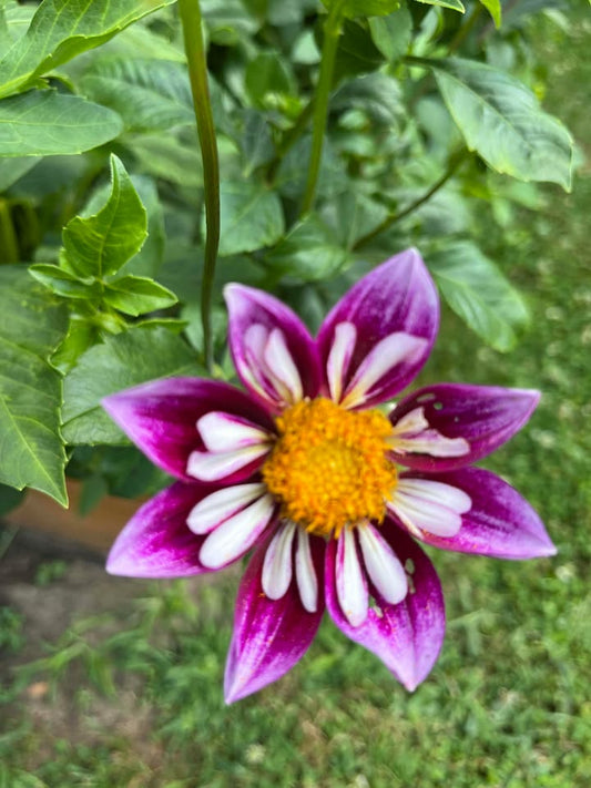 Bee-yond Dahlia from Meadowlark Blooms