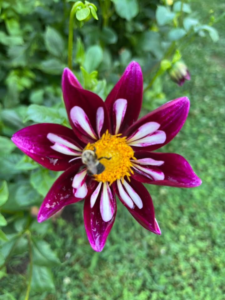 Bee-yond