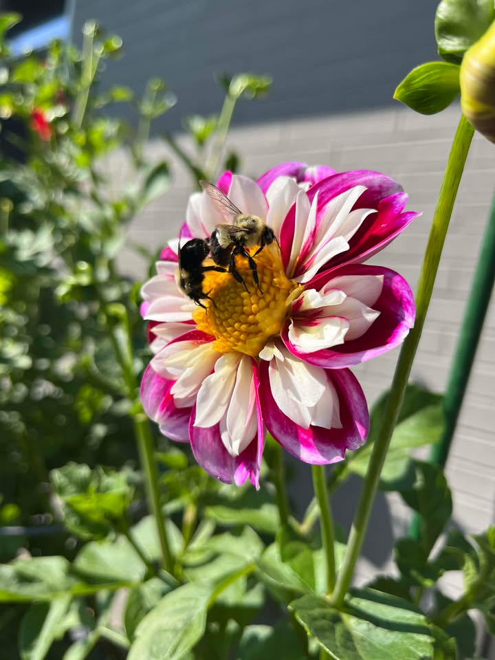 Bumble Rumble