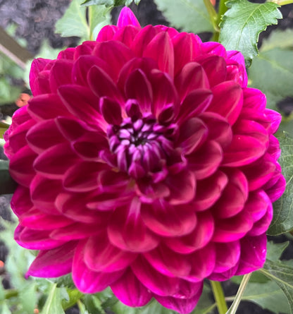 Sandia Bertha
