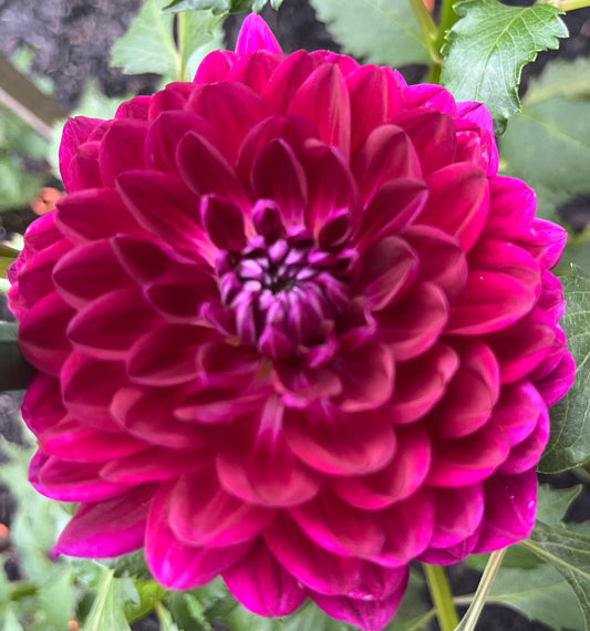 Sandia Bertha