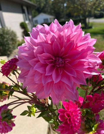 Cafe au Lait Rose