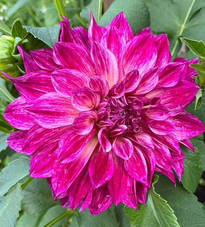 Cafe au Lait Royal