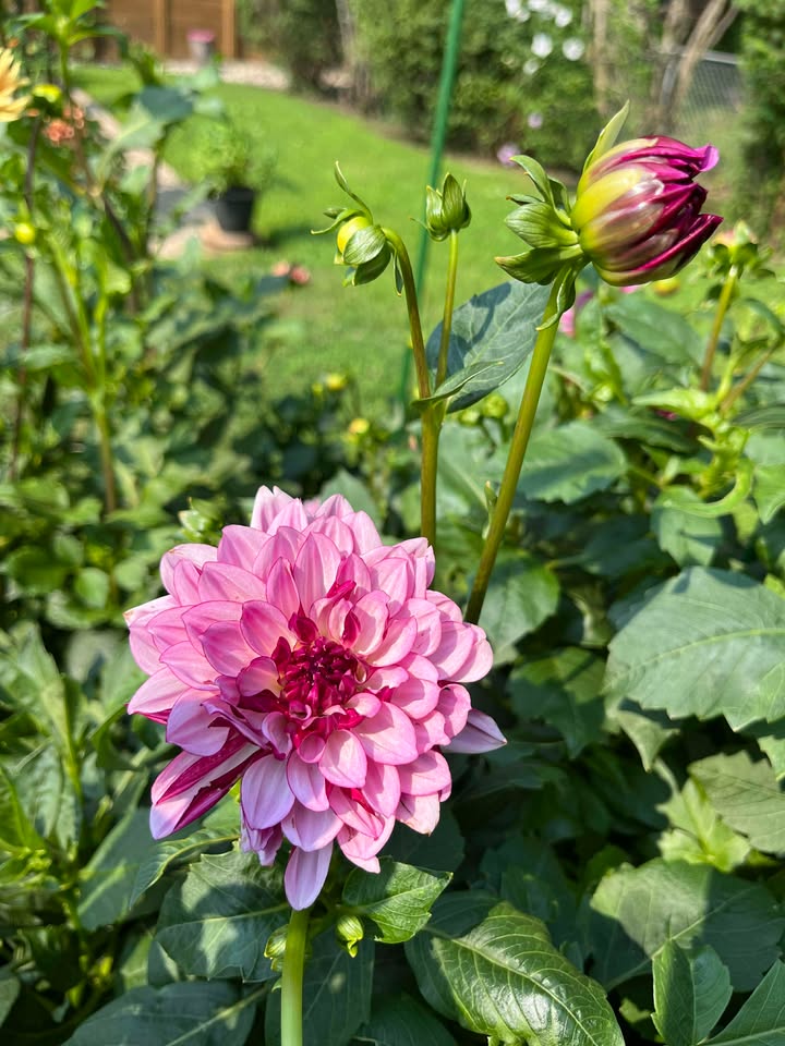Crème de Cassis