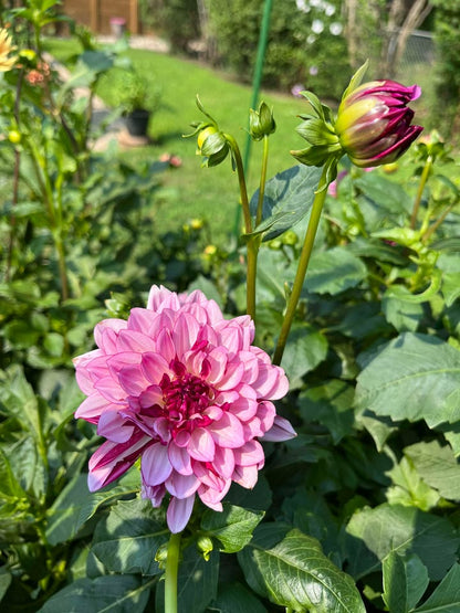 Crème de Cassis