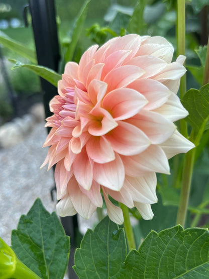 RM Peachy Pink