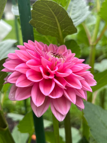 Pink Sylvia